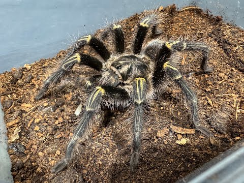 Caring for our Mature Males the Beastie Way