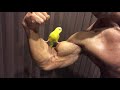 セキセイインコとマッチョ