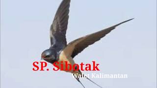 Download lagu SP SIBOTAK | SUARA WALET KALIMANTAN | SUARA WALET TV mp3 Download lagu SP SIBOTAK | SUARA WALET KALIMANTAN | SUARA WALET TV mp3