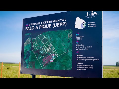 Ganadería sostenible en el Este: los aportes claves desde Palo a Pique