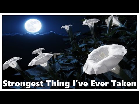 Strongest Thing I've Ever Taken - A Datura Trip Report