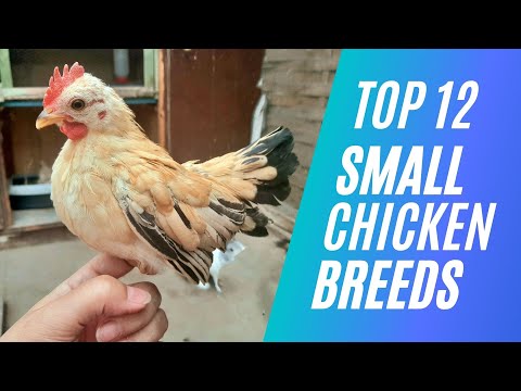 , title : 'Top 12 Small Chicken Breed For Pets or Eggs