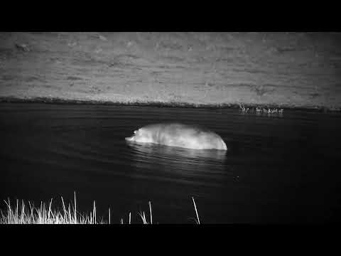 Djuma: Hippo doing some barrel rolls then leaves the dam - 02:18 - 12/27/2022
