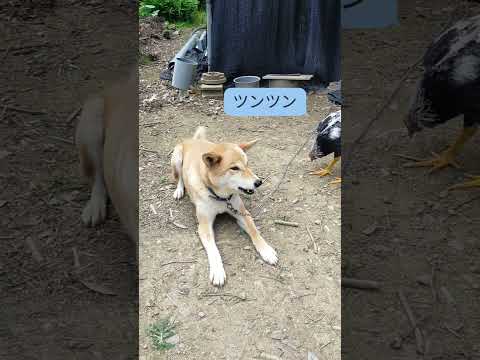 犬が鶏を攻撃するのを止めるにはどうすればよいですか？一緒に暮らすための重要なヒント  庭園