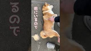 地獄の換毛期始まるか⁉　【京の柴犬　てんちゃんネル】