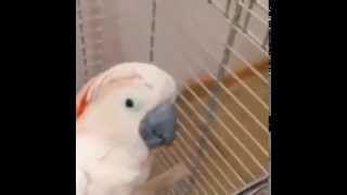 Смотреть онлайн Дрессированный попугай боится щекотки