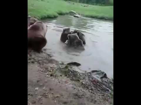 Борилар айикларга хужум килишди