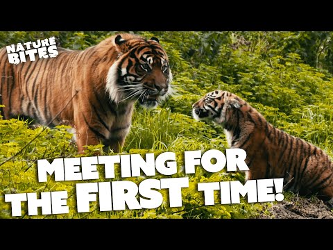 Watch: Tiger Dad Meets His Daughter for the First Time