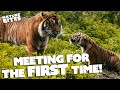 Tigers Have RARE Father Daughter Relationship FOTA Into The Wild Nature Bites