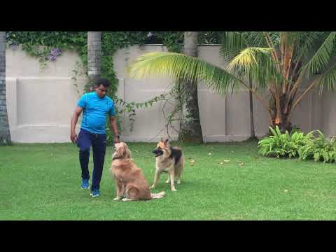 Dog Training - 5