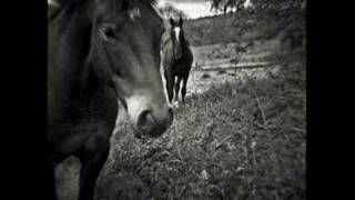Original Harmony Ridge Creek Dippers - Run With The Ponies