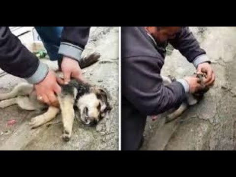 Man Sees Lifeless Stray Dog And Starts Performing CPR Until Dog Is Breathing Again