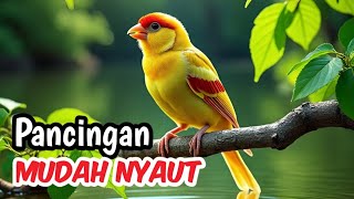 Download lagu “Ini Baru Masteran Kenari Cengkok Mewah Durasi Panjang — Bikin Kenari PAUD ngeriwik cepat gacor  mp3 Download lagu “Ini Baru Masteran Kenari Cengkok Mewah Durasi Panjang — Bikin Kenari PAUD ngeriwik cepat gacor  mp3