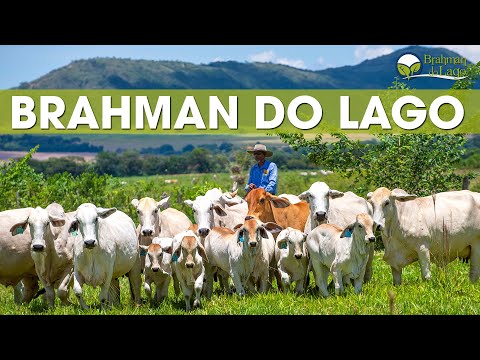 BRAHMAN DO LAGO - BOA ESPERANÇA, MINAS GERAIS