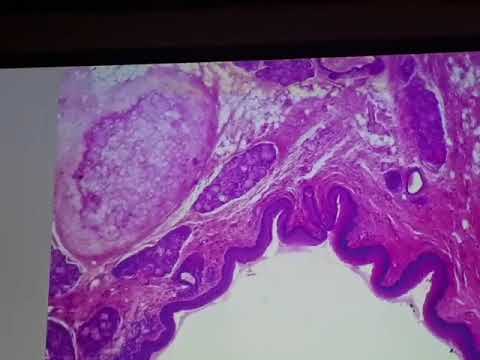 Lab. 6 Histology