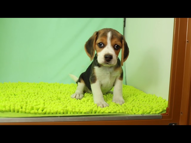 ブリーダー/ショップマロニエケンネル MARRONNIER KENNELのビーグルで番号が2763です