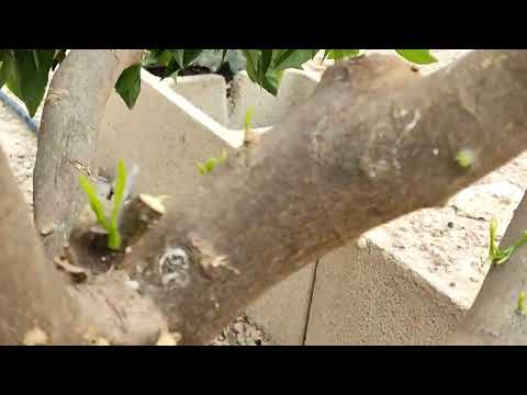 Injerto de manzano tres variedades en un mismo pie