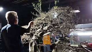 Download lagu @Bonsai serut milik om Dwi Aulia dr Komunitas Kota Ukir Jepara proses perawatan& ganti sepatu part 1 mp3