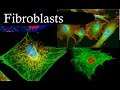 Fibroblasts In 3 Minutes