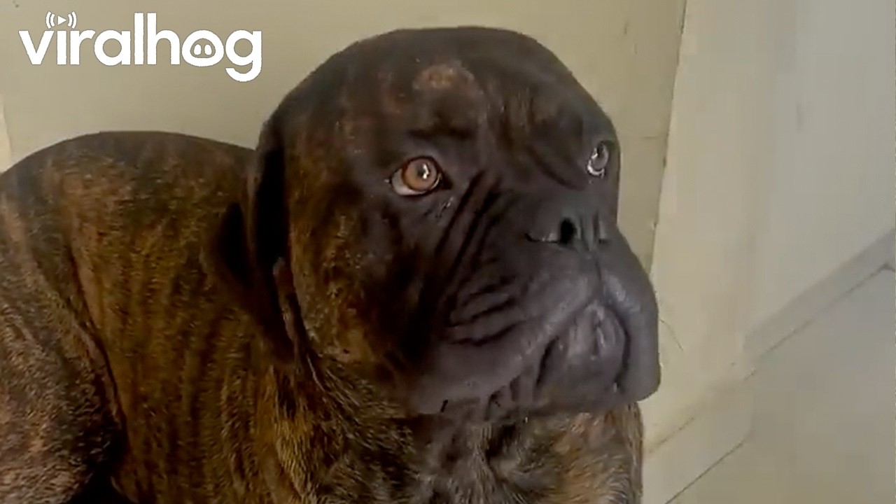 Well-Mannered Dog Crosses Paws on Command || ViralHog