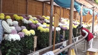 明石公園 菊花展