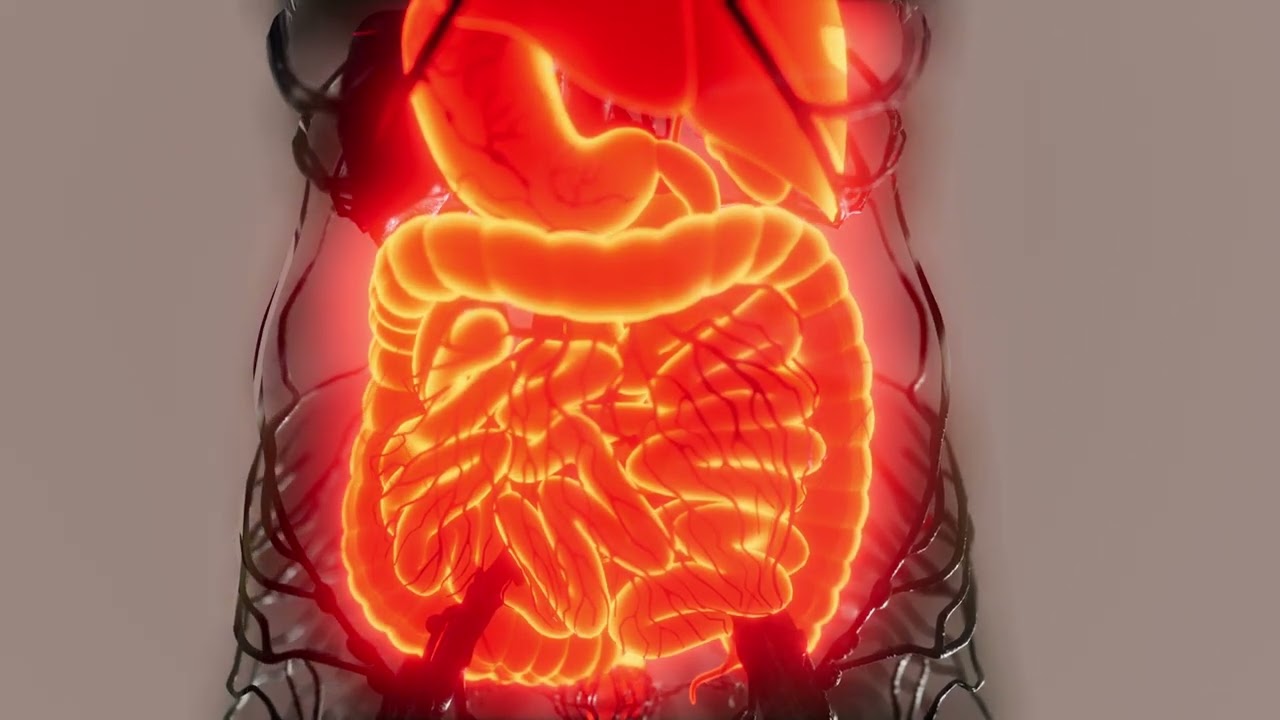 Transparent Human Body with Visible Digestive System free stock video 4K ultra hd