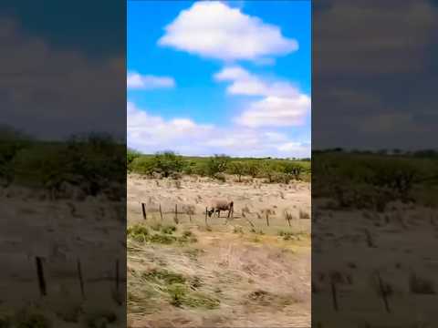 Tierra del Cura Brochero, Traslasierras, Córdoba, Argentina.#curabrochero