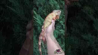 Download lagu RESIKO PELIHARA IGUANA.. #shorts #short #shortvideo mp3