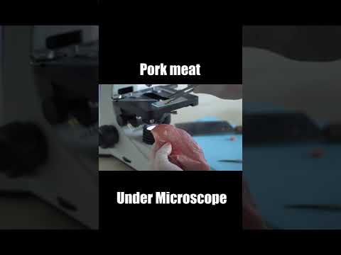 , title : 'pork meat Under Microscope 62'
