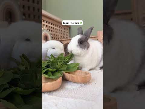 What my bunnies eat in a day 🐰🌸 | Rabbit Diet | Bunny Care
