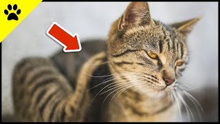 Handle SOFORT, wenn deine Katze DAS macht! | Flöhe bei Katzen