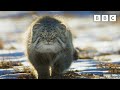 World S Grumpiest Cat I Frozen Planet II I BBC