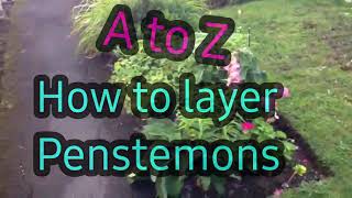 A to Z how to take Penstemon cuttings/layering guaranteed results