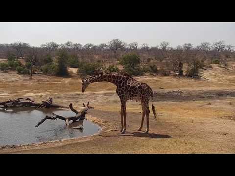Djuma: Giraffe - 09/13/19