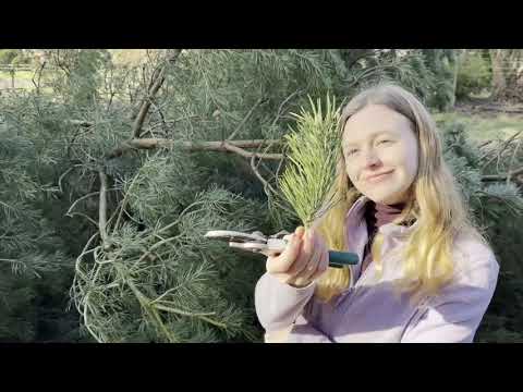 Kiefernadeltee Homemade - Sammeln, trocknen, zubereiten