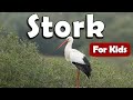 Storks Bird For Kids Learn About Birds For Kids Learn About Stork For Kids