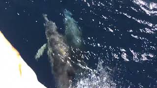 Dolphins make my day