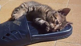 Funny Videos 2014 - Funny Cats Video - Funny Cat Videos Ever - Funny Animals Funny Fails 2014