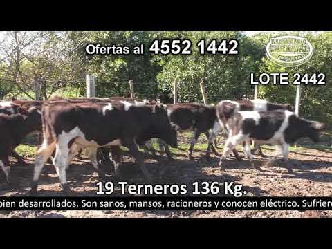 Lote 29 Terneros 19 HO 136kg -  en Paso Sena - a 25 Km de Ombúes, a 13 Km de Campana, a 30 Km de Miguelete y 35 Km de Tarariras