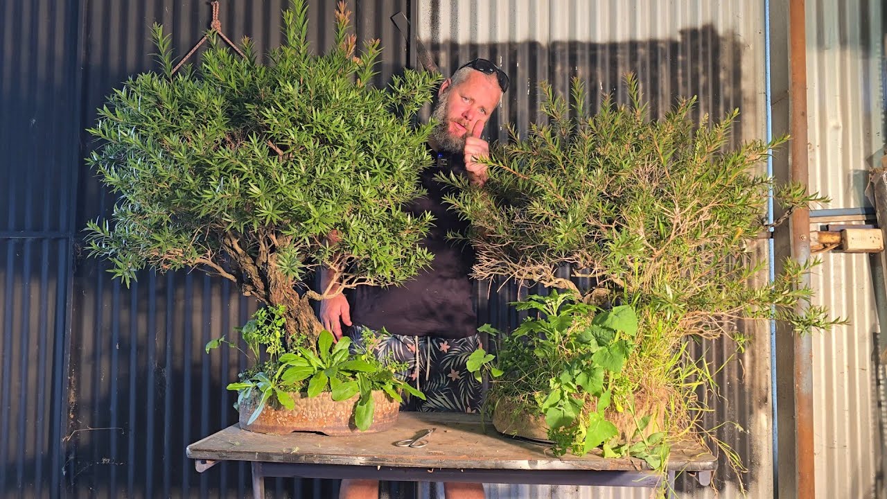 Time for a Brush cut, Aussie native bonsai