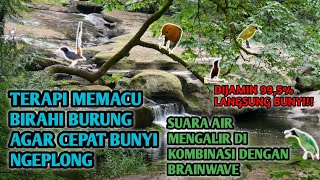 Download lagu Brainwave therapy untuk burung || ANIS MERAH mp3 Download lagu Brainwave therapy untuk burung || ANIS MERAH mp3