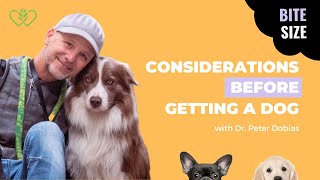 BITE SIZE #11 ESSENTIAL CONSIDERATIONS BEFORE YOU GET A DOG