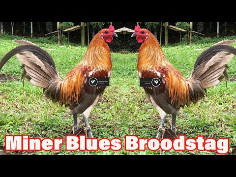 Miner Blues Clint Anthony Lim Farm