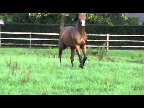 4 anni  da  Landrover(Landadel-Almè) x  Beach Boy  clip1