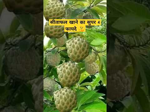 sitafal khane ke fayde🤔💯👆🔥|| sitafal khane ke kya fayde hain #shorts #youtubeshorts #health #food