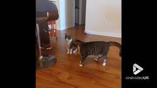 animale faze de ras - cu pisici