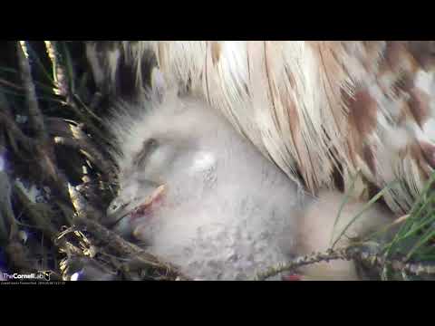 Sleepy Red-tailed Hawk Nestling Naps Under Big Red – May 6, 2019