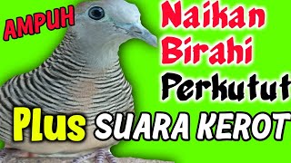 Download lagu Terapi naikan birahi dengan suara perkutut kombinasi dengan suara kerot mp3 Download lagu Terapi naikan birahi dengan suara perkutut kombinasi dengan suara kerot mp3