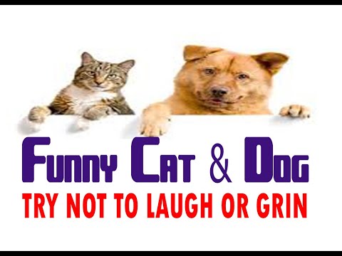 Funny Cat & Dog