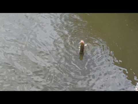 Peste pescuit in lacul Paleu, pe langa Oradea.